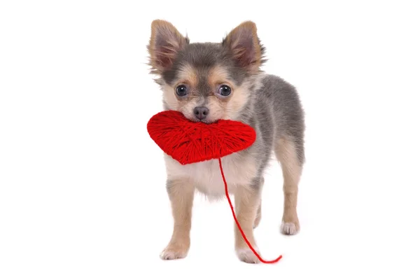 Cachorro sosteniendo corazón rojo — Foto de Stock
