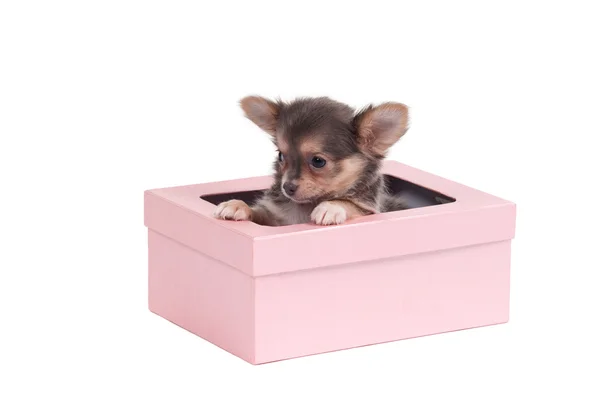 Bonito filhote de cachorro chihuahua sentado em caixa de presente rosa isolado no fundo branco — Fotografia de Stock