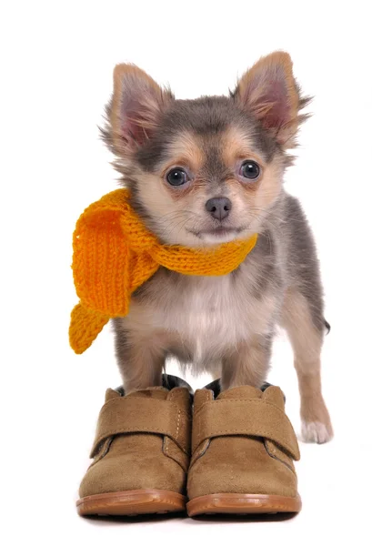 Chihuahua-Welpe mit Stiefeln und Schal — Stockfoto