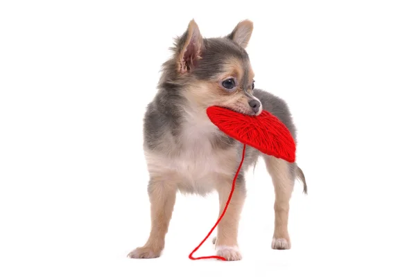 Chihuahua cachorro sosteniendo corazón rojo aislado sobre fondo blanco —  Fotos de Stock