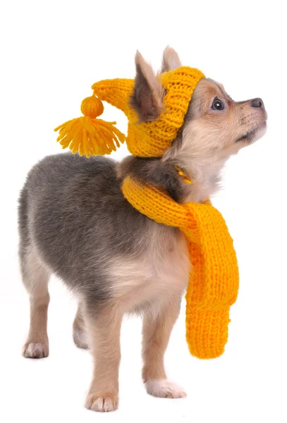Chihuahua szczeniaka z żółtym zabawny kapelusz i szalik na białym tle na biały deseń — Zdjęcie stockowe