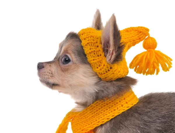 Портрет чихуахуа щенка в смешной желтой шляпе и шарфе — стоковое фото