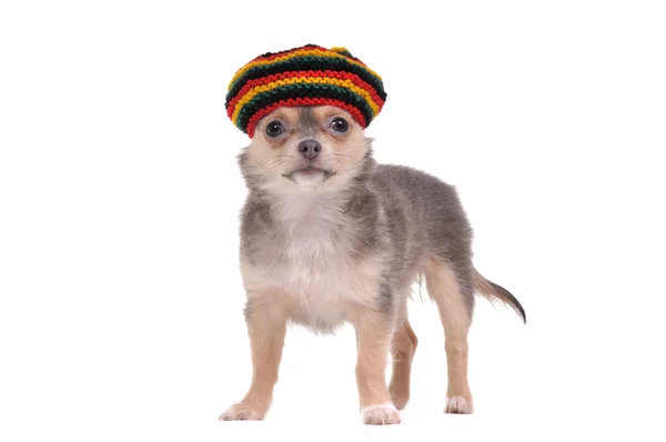 Lustiger Chihuahua-Welpe mit rastafarischem Hut — Stockfoto