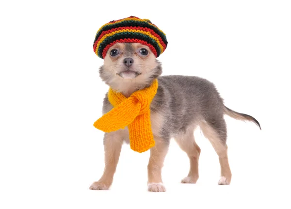 Cucciolo di chihuahua di 3 mesi con cappello rastafariano e sciarpa gialla — Foto Stock