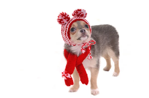 Chihuahua cachorro con sombrero a rayas rojo y blanco con divertidos pompones aislados —  Fotos de Stock