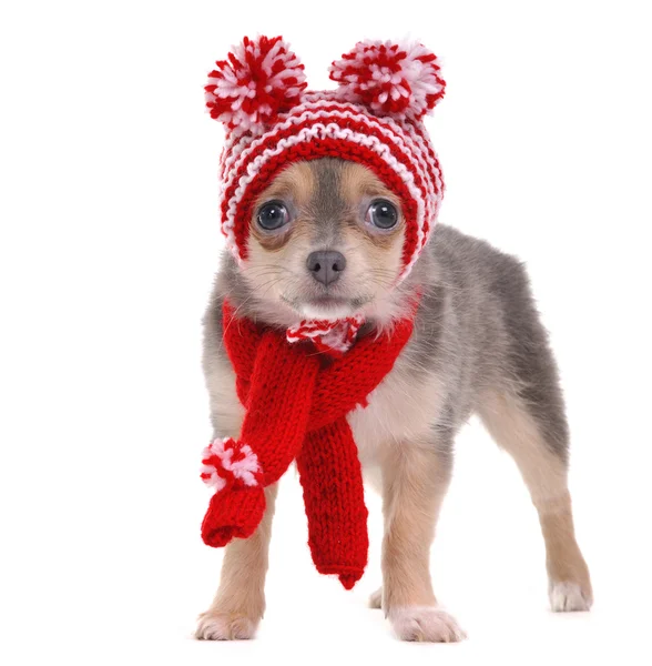 Чихуахуа щенок одет в красно-белую полосатую смешную шляпу и шарф — стоковое фото