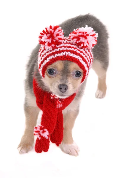Chihuahua chiot de 3 mois habillé pour une promenade hivernale froide — Photo