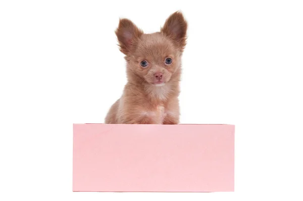 Filhote de cachorro em uma caixa rosa — Fotografia de Stock