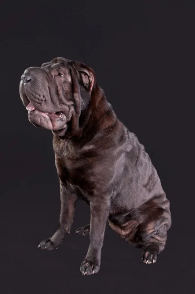 Porträt eines Sharpei-Hundes, der isoliert sitzt — Stockfoto