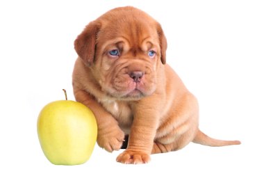 Dogue De Bordeaux puppy sitting with apple clipart