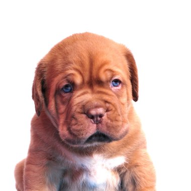 dogue de bordeaux köpek portre