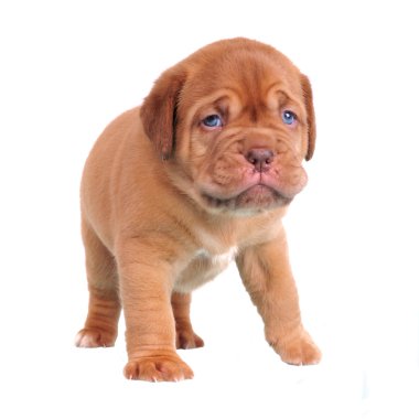 Walking Dogue De Bordeaux puppy clipart