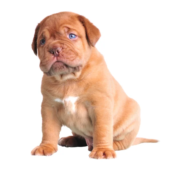 Mavi gözlü sevimli köpek yavrusu — Stok fotoğraf