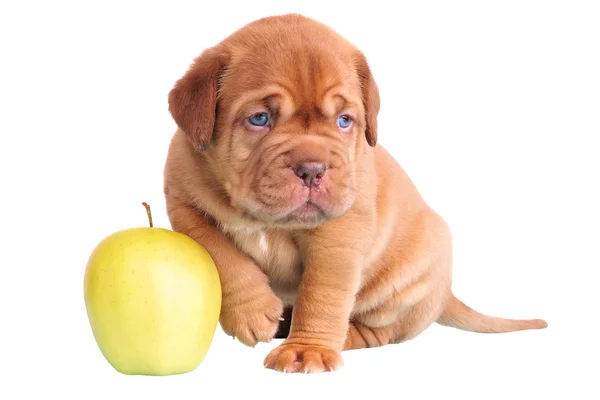 Dogue de bordeaux szczeniak siedział z jabłkiem — Zdjęcie stockowe