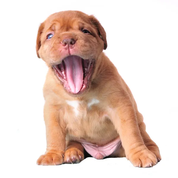 Bonito filhote de cachorro bocejo — Fotografia de Stock