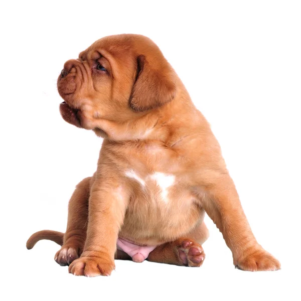 Симпатичный щенок сидит — стоковое фото
