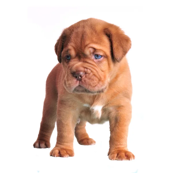 Милый коричневый щенок — стоковое фото