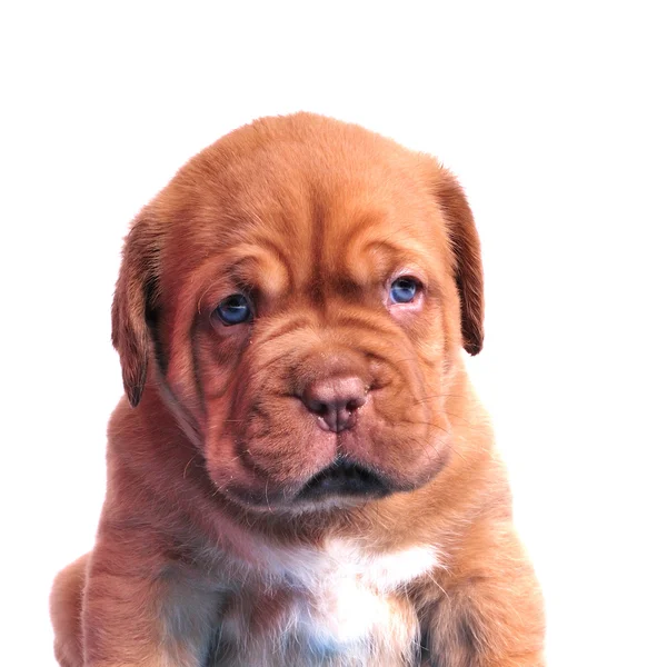 Dogue De Bordeaux puppy portrait — Stock Photo, Image