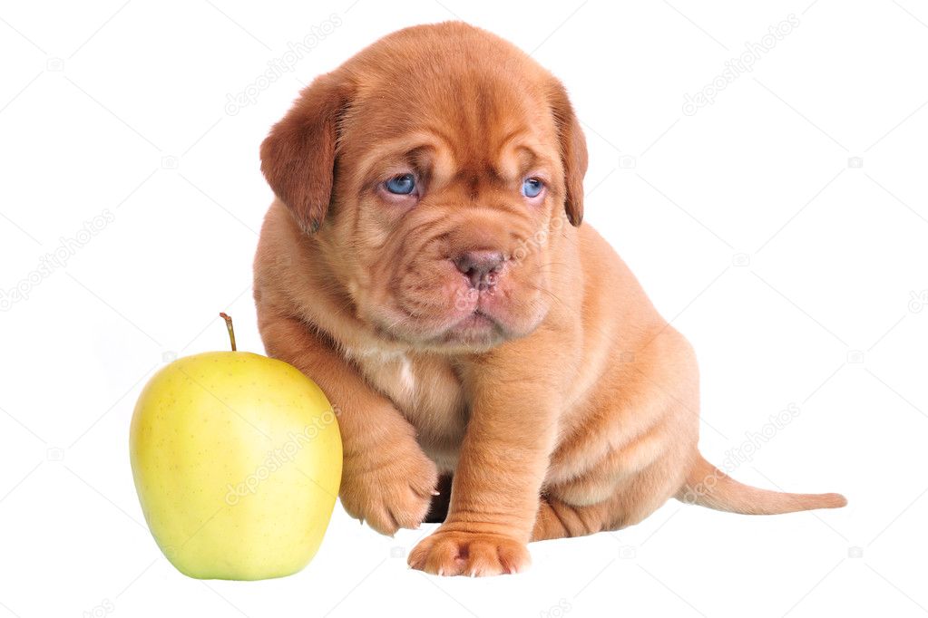 Dogue De Bordeaux puppy sitting with apple
