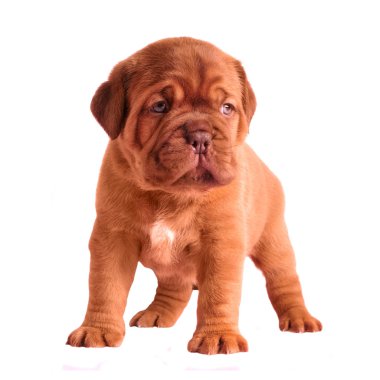 Adorable 1 month old puppy clipart