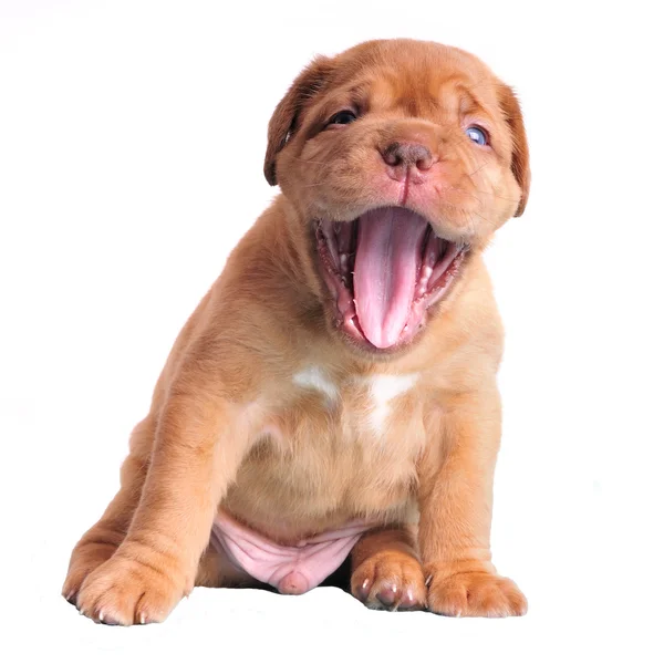 Dogue de bordeaux pup geeuwen — Stockfoto