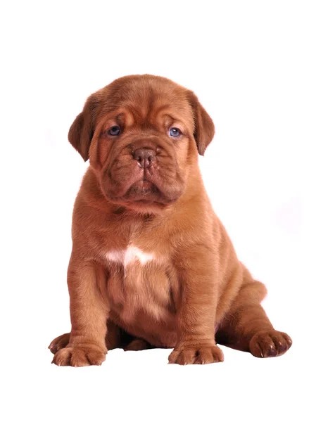 stock image Dogue De Bordeaux puppy sitting