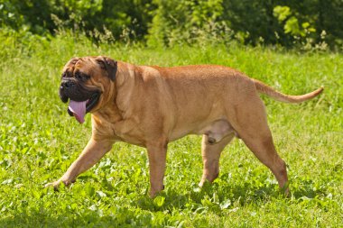 bulmastiff yürüyüş