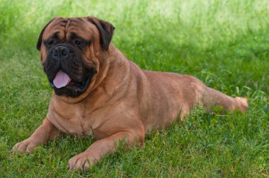 Bahçe bulmastiff