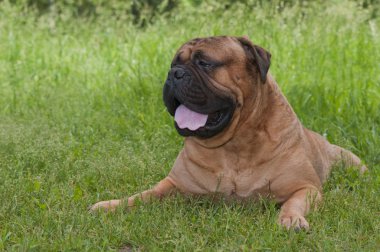 bullmastiff bir çim yalan