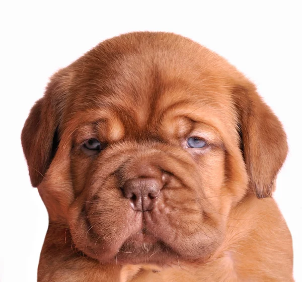Wrinkled puppy portrait — Stock Photo, Image