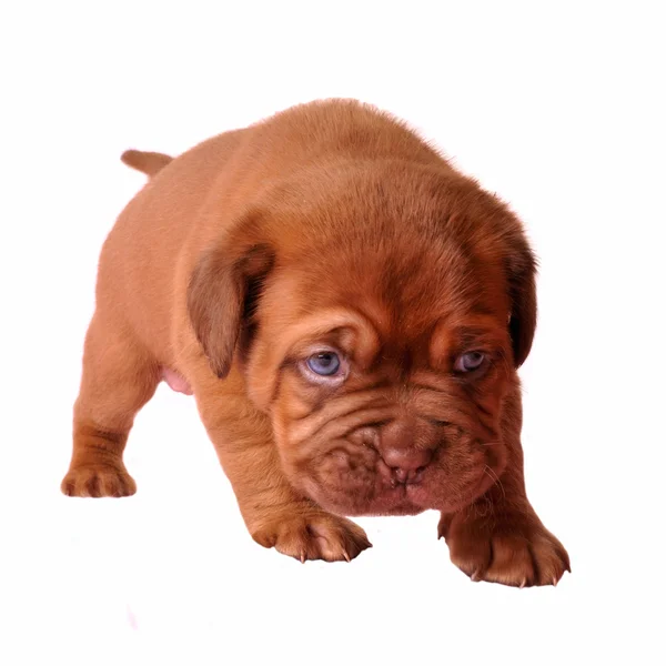 Eerste stappen van pasgeboren pup — Stockfoto