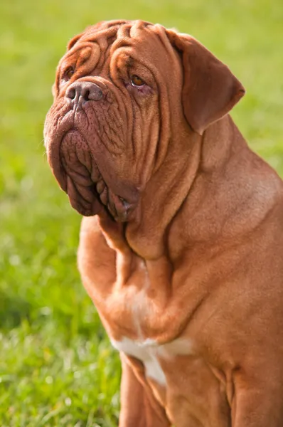Retrato de Dogue de Bordeaux — Fotografia de Stock