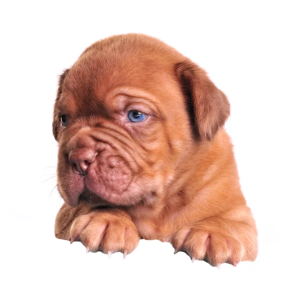 Beyaz bayrak yukarıda Mastiff köpek yavrusu — Stok fotoğraf