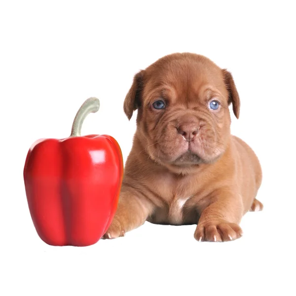 Puppy zo klein als peper — Stockfoto