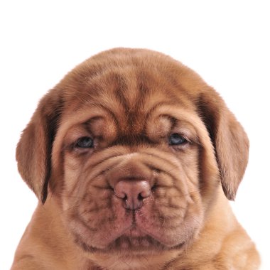 Dogue de bordeaux köpek yavrusu