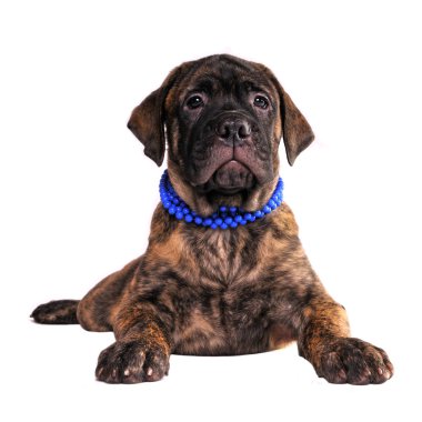 bullmastiff köpek yavrusu yalan