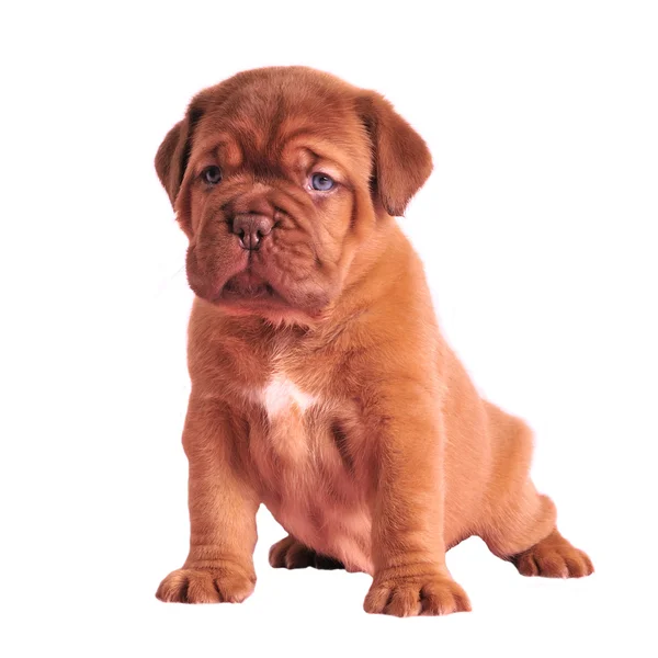 Wrinkled puppy sitting — Stock Photo, Image