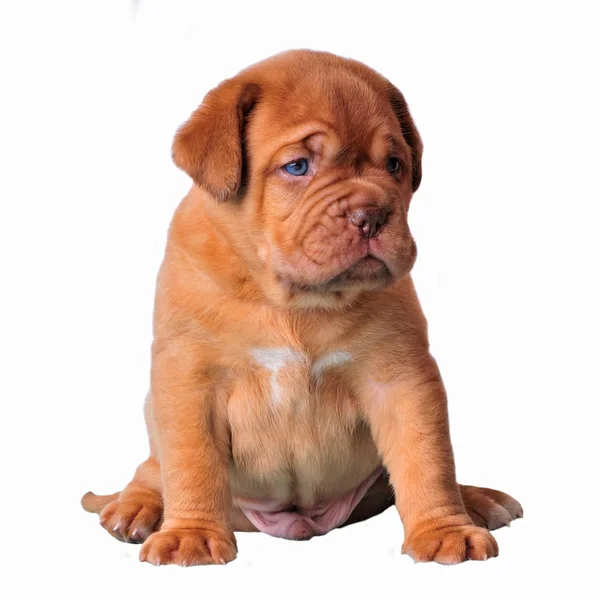 Oturma sevimli köpek yavrusu — Stok fotoğraf