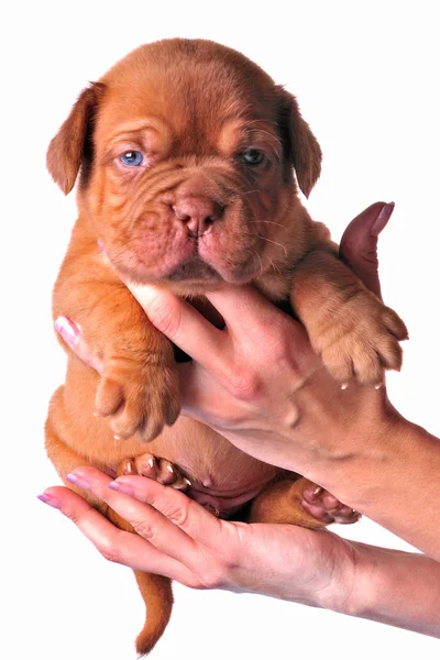 Francouzské doga štěně v rukou ženy — Stock fotografie