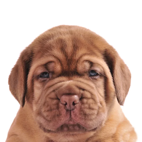 Cãozinho do Dogue de Bordeaux — Fotografia de Stock