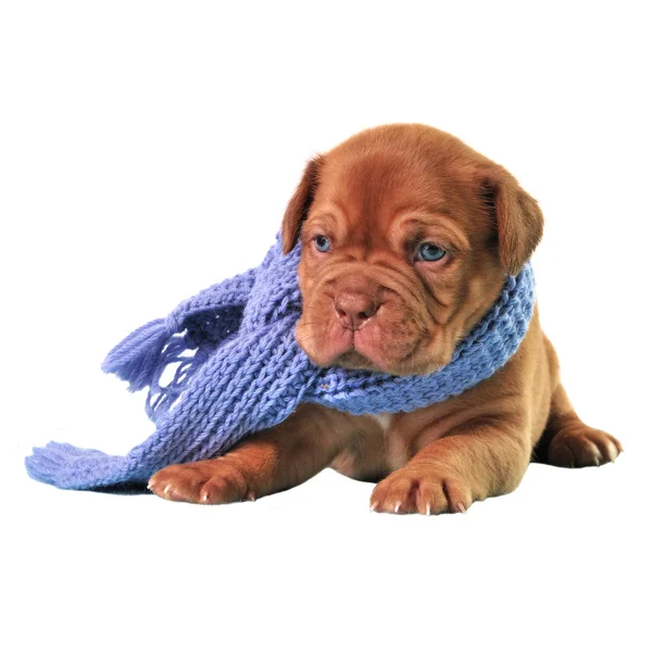 Filhote de cachorro usando cachecol — Fotografia de Stock