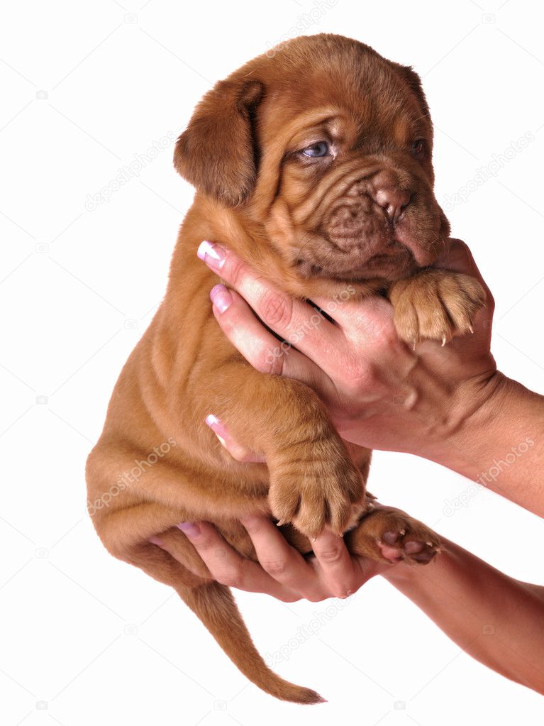 Dogue De Bordeaux puppy in the hands