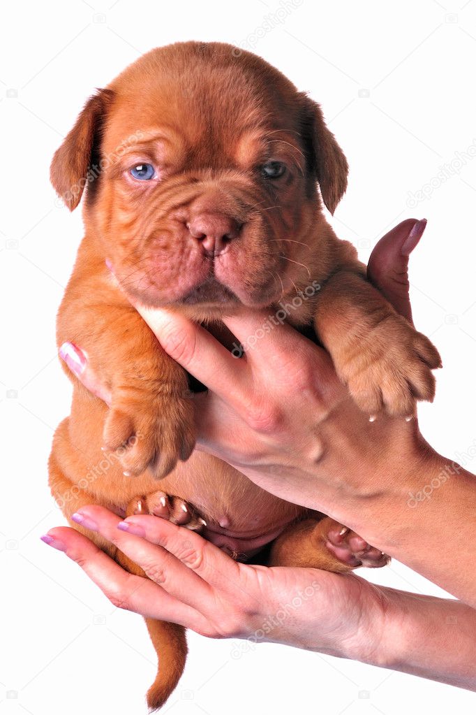 French Mastiff puppy in woman's hands