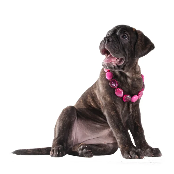 Roztomilé štěně s růžovými korálky — Stock fotografie