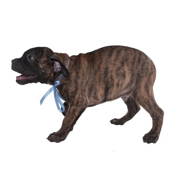 Cãozinho brincalhão latido — Fotografia de Stock
