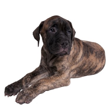 üzgün bullmastiff köpek yavrusu