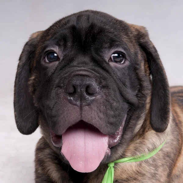 Mastiff pup portret — Stockfoto