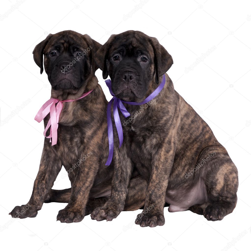 Two bullmastiff puppies