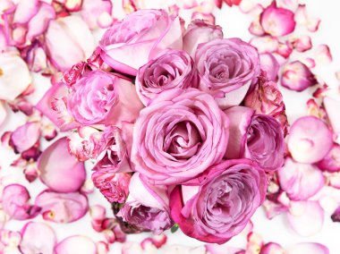 Pink roses clipart