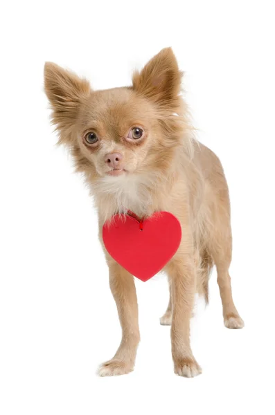 Chihuahua com colar de coração vermelho — Fotografia de Stock